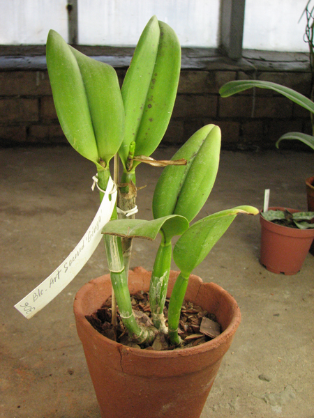 Brassolaeliocattleya Art Sound 'Ginga'.jpg