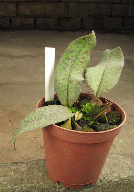 Psychopsis Butterfly (sanderae x papilio).jpg
