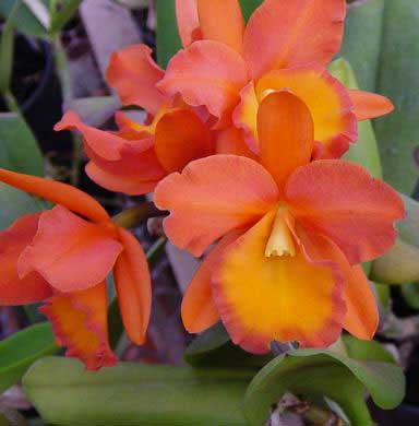 Вот таким ожидался цветочек