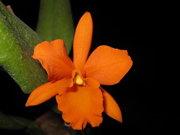 Цветение с неделю