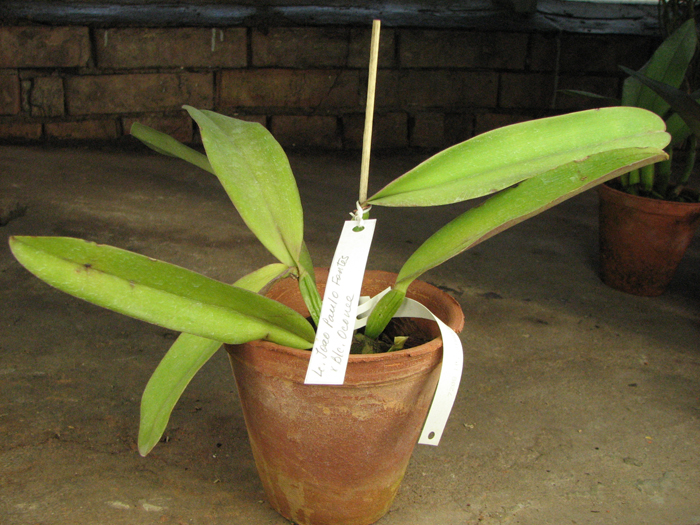 Laeliocattleya Joao Paulo Fontes x Brassolaeliocattleya Oconee Mendenhall.jpg