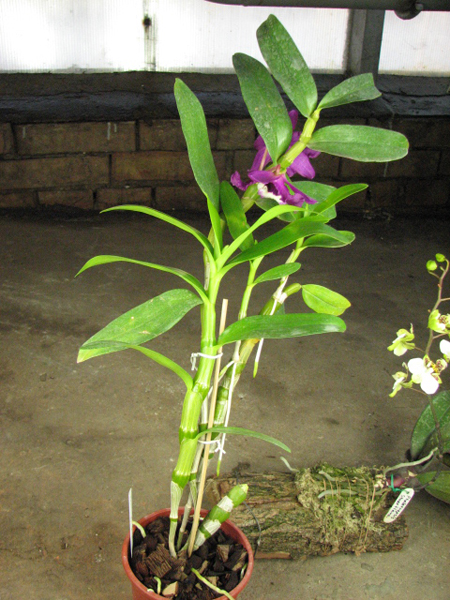 Dendrobium Red Emperor.jpg