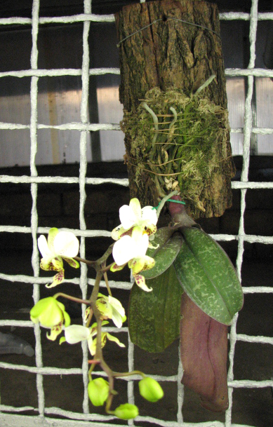 Phalaenopsis stuartiana.jpg