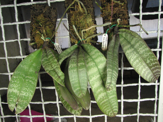 Phalaenopsis schilleriana.jpg