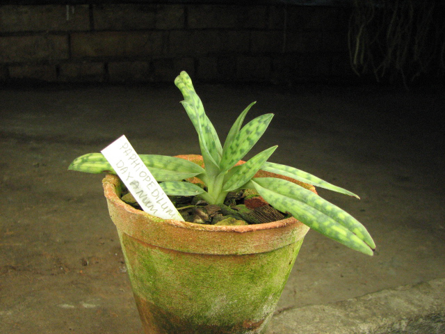 Paphiopedilum dayanum.jpg