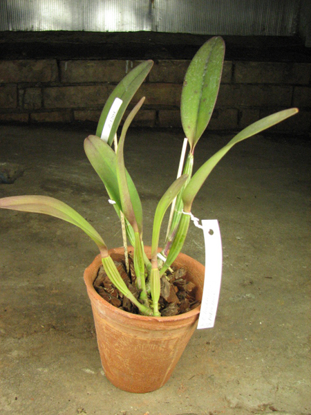 Cattleya lueddemanniana rubra 'Dark Giant' x Cattleya lueddemanniana escura 'Fennel IX'.jpg