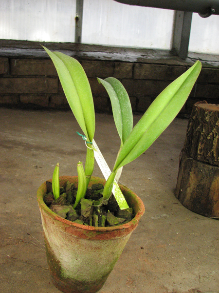 Cattleya trianae orlata 'TT' XXX x Cattleya trianae 'Cecilia' (04-8).jpg