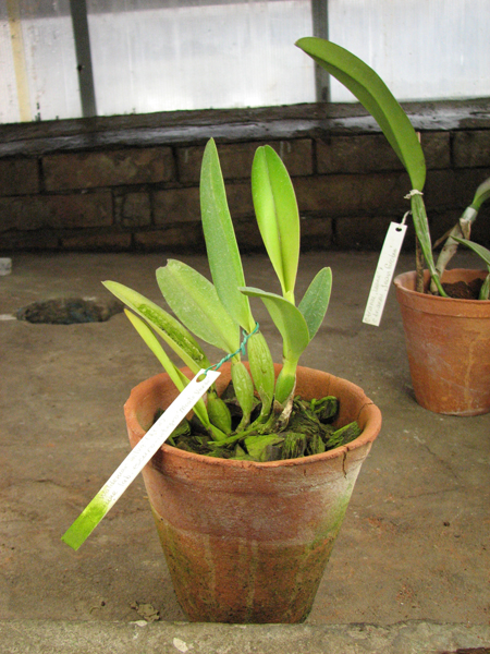 C trianae 'Waldemar Silva' (27-8) x C trianae lab escuro-integro 'Monte Verde'.jpg