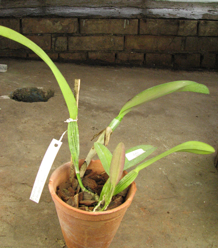 C trianae 'Leana' x C trianae 'Jean Groben'.jpg