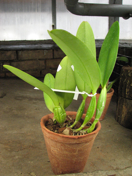 Cattleya trianae 'Fine Variety' x Cattleya trianae 'Oscura Posada' XXX.jpg