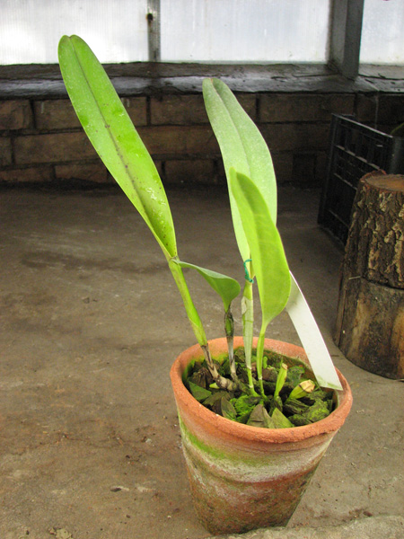Laelia tenebrosa 'Fumacina Fujita' x Laelia tenebrosa extra XXX.jpg
