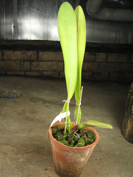 Laelia tenebrosa x Brassolaeliocattleya Toshie Aoki.jpg