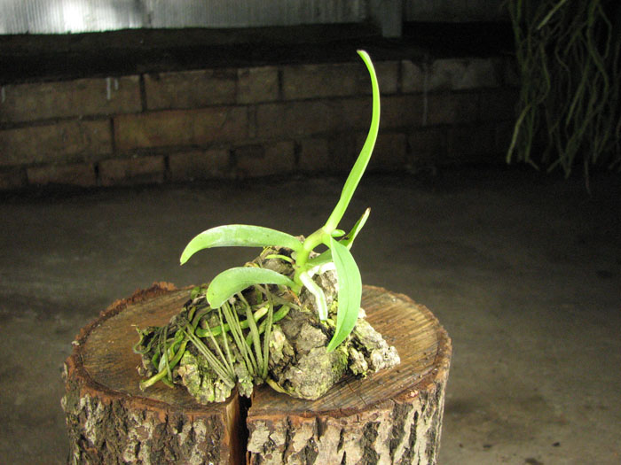 Diploprora truncata.jpg