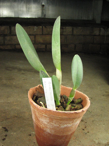 Rhyncholaelia Aristocrat (Rhyncholaelia glauca x Rhyncholaelia digbyana).jpg