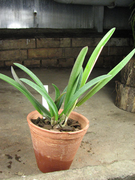 Brassavola Jiminy Cricket 'Superbug'.jpg