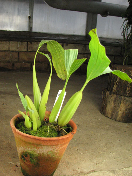 Coelogyne sp.jpg