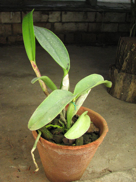 Laeliocattleya Mem Robert Strait 'Islander Delight'.jpg