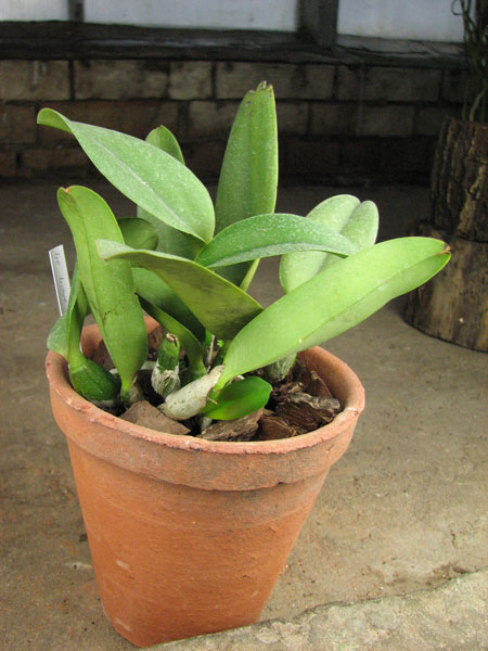 Laeliocattleya Love Knot 'Sato'.jpg