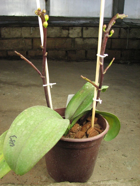 Doritaenopsis Little Gem Stripes 'Cat King'.jpg