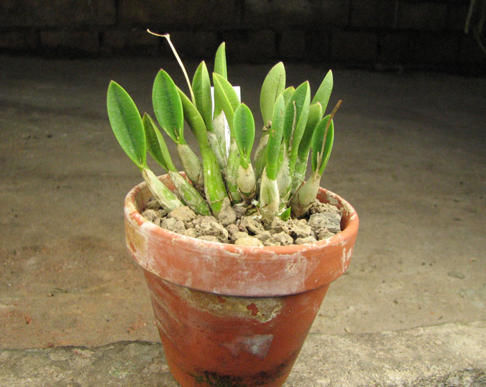 Laelia fournieri.jpg