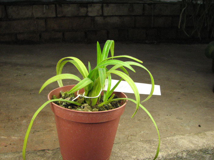 Phragmipedium pearcei x wallisii.jpg