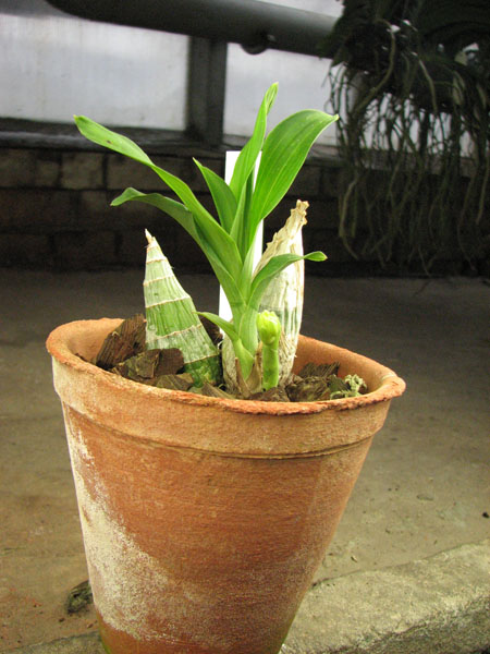 С цветоносом