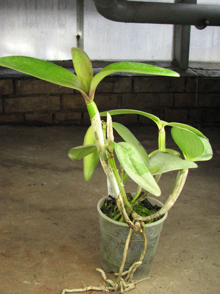 Cattleya intermedia var orlata 'Rio'.jpg