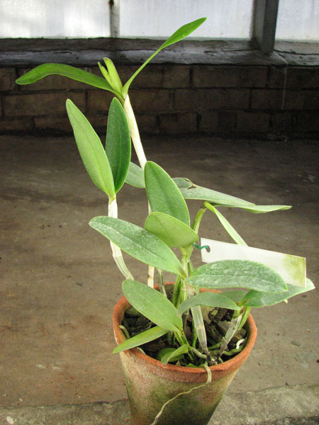 Cattleya intermedia flamea coerulea 'Blue Rapsody' x Cattleya intermedia alba XXX (SAN 775).jpg
