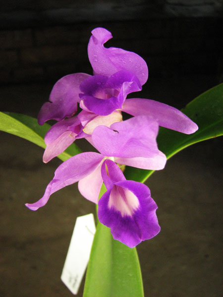 Cattleya skinneri.jpg
