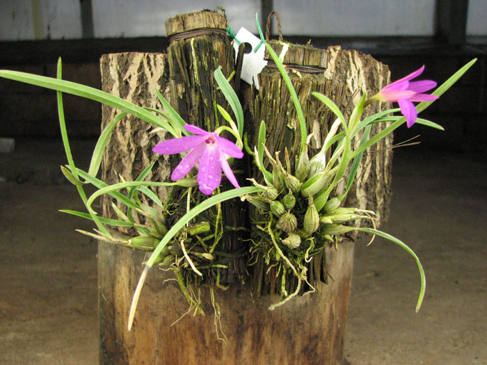 Sophronitis violacea.jpg