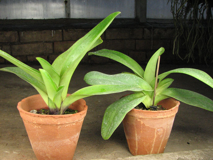 Paphiopedilum complex hybrid.jpg