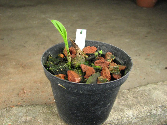 Pleione maculata.jpg