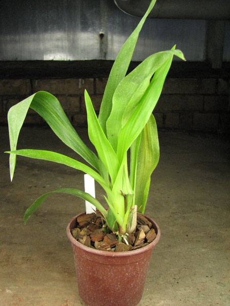 Zygopetalum 'Rhein Moonlight'.jpg