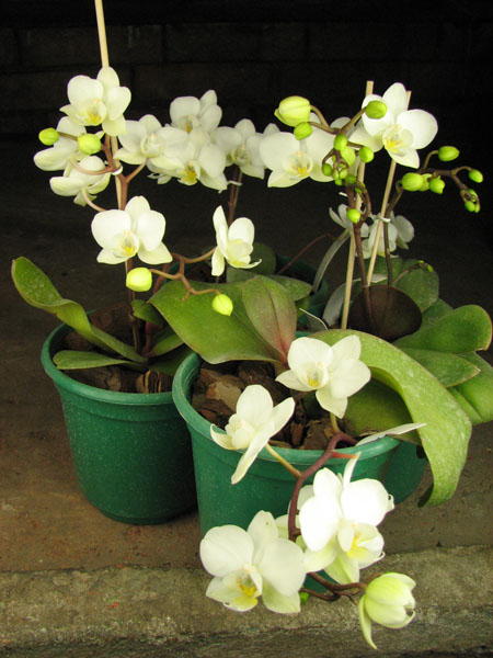 Phalaenopsis hybrid миниатюрный белый.jpg