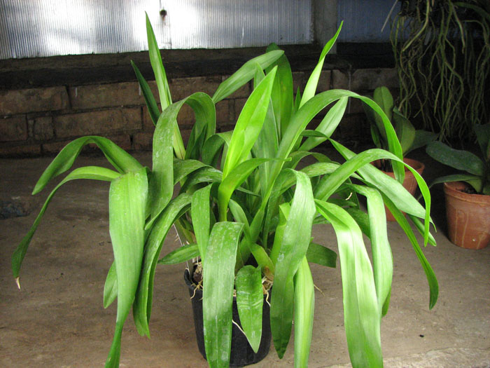 Beallara Tahoma Glacier 'Green'.jpg