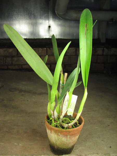 Laelia lobata coerulea 'AM-EC' x SELF.jpg
