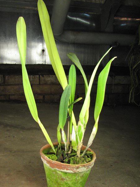 Laelia purpurata Seideliana sanguinea.jpg