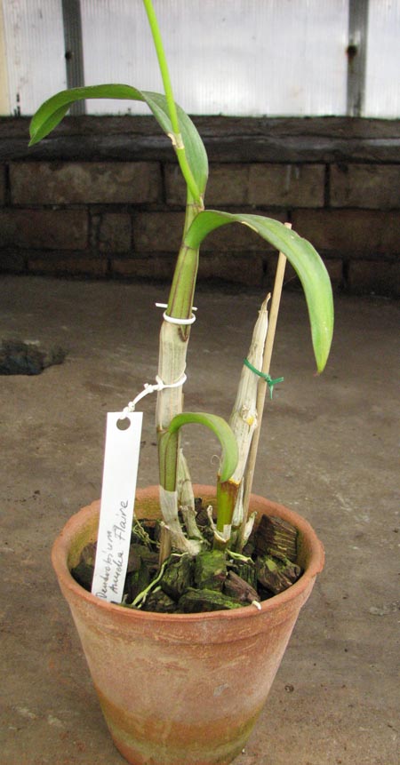Dendrobium Anucha Flare1.jpg