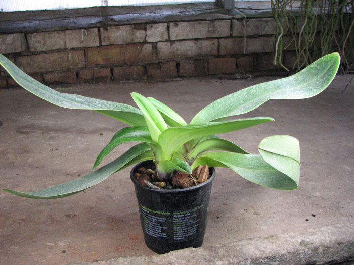 Paphiopedilum Lippewunder hybrid.jpg