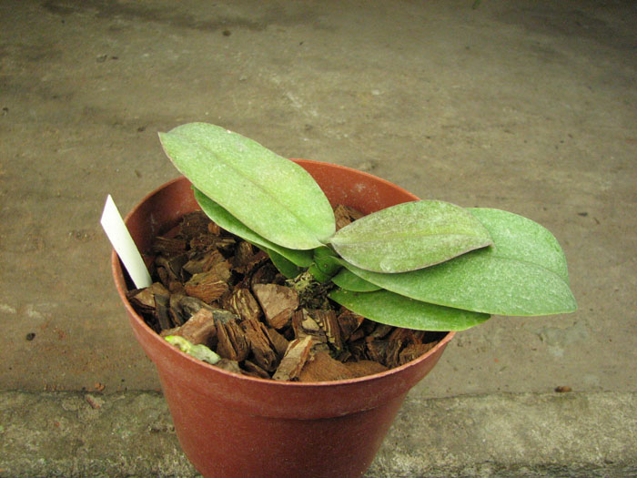 Phalaenopsis Liu's Rainbow 'ORCHIS'.jpg