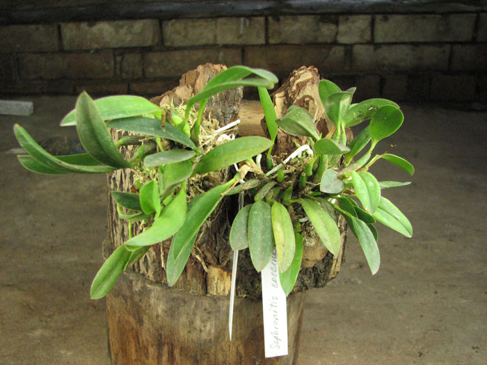 Sophronitis coccinea.jpg