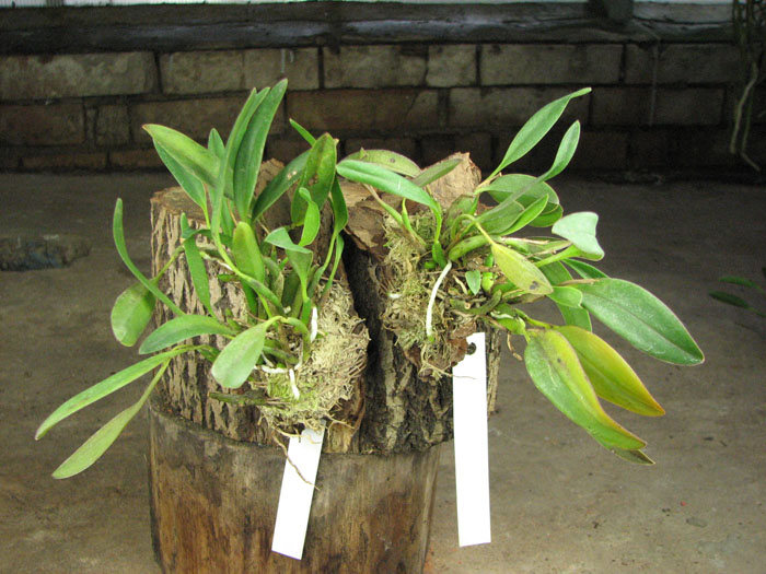 Sophronitis grandiflora.jpg