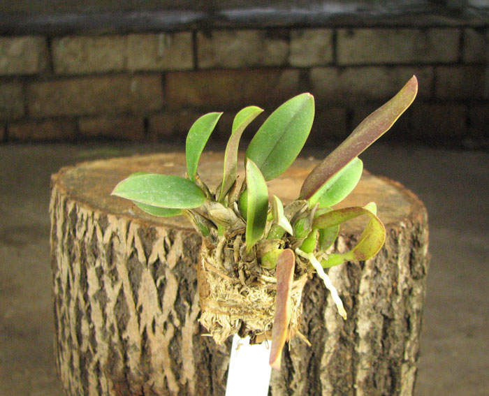 Sophronitis brevipedunculata.jpg