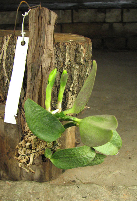 Laelia alaori escura II x Laelia alaori escura I.jpg