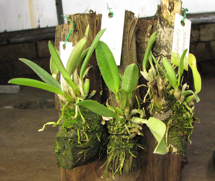 Sophronitis organensis.jpg