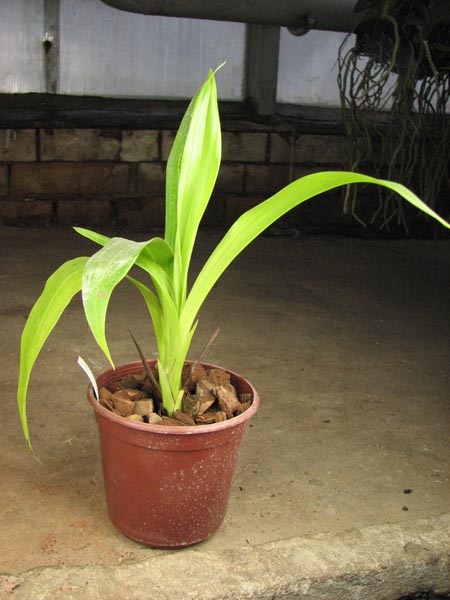 Zygopetalum Barbel Hohn.jpg