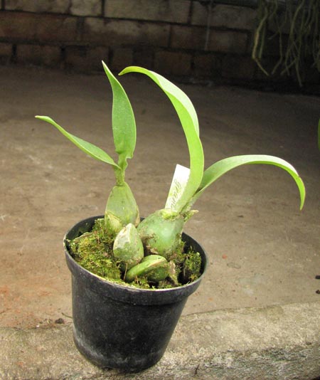 Rossioglossum grande.jpg
