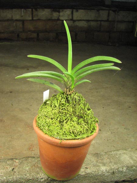 Darwinara Rainbow Stars.jpg