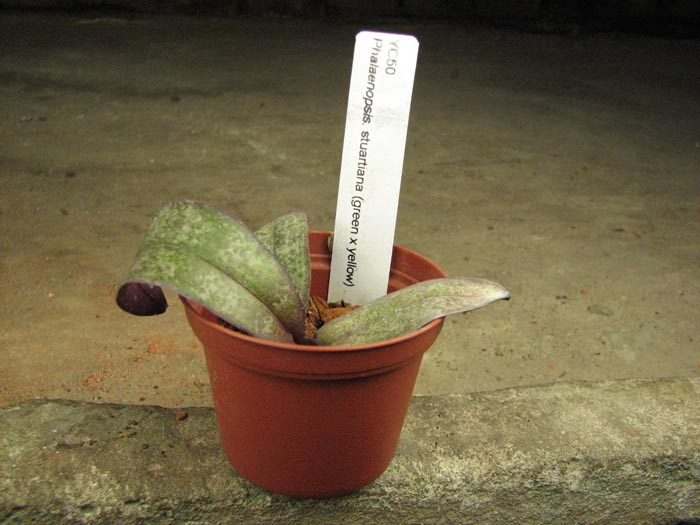 Phalaenopsis stuartiana (green x yellow).jpg