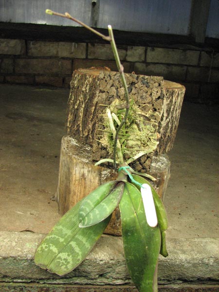 Phalaenopsis stuartiana.jpg